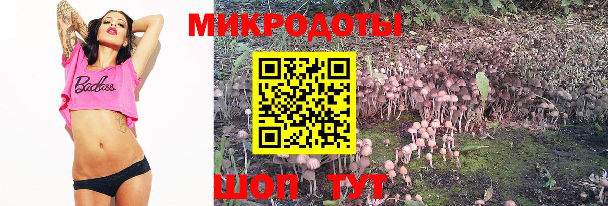 Галлюциногенные грибы Psilocybe  Зеленогорск 