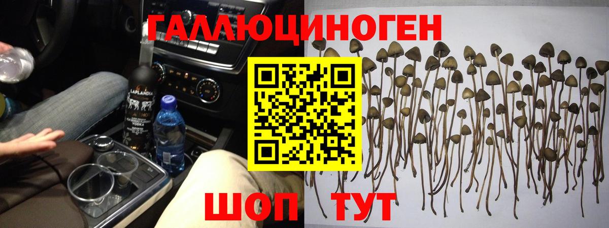 Псилоцибиновые грибы Зеленогорск